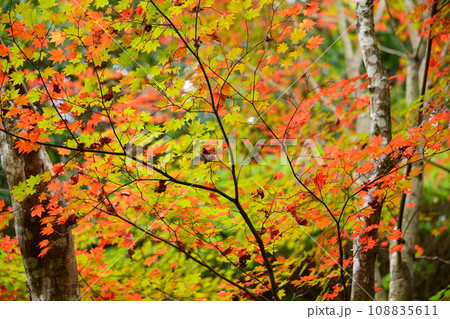 京都正法寺・織りなす二色の紅葉 108835611