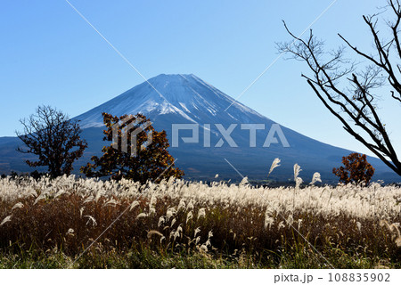 ススキの茂る富士西部 108835902