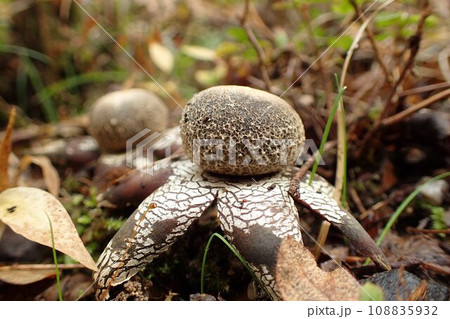 キノコワールド　ツチグリ科ツチグリ 108835932