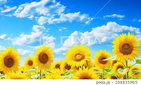 ヒマワリ ヒマワリ 108835965
