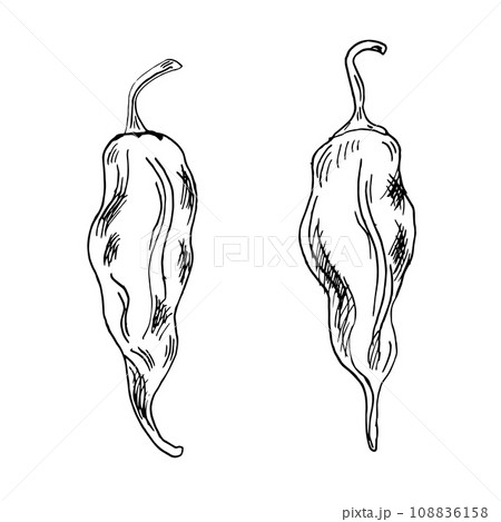 Jolokia red ghost hot pepper vector illustration isolated on white background. Hand drawn ink trinidad scorpion hot pepper. Habanero black white graphic. Design element for wrapping, menu, package 108836158
