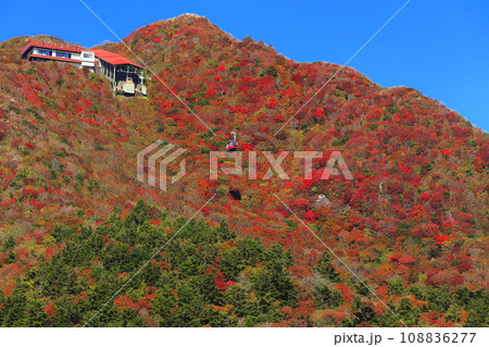 【長崎県】快晴の雲仙仁田峠の紅葉（雲仙ロープウェイ） 108836277