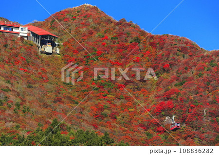 【長崎県】快晴の雲仙仁田峠の紅葉（雲仙ロープウェイ） 108836282