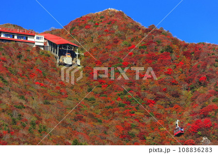 【長崎県】快晴の雲仙仁田峠の紅葉（雲仙ロープウェイ） 108836283