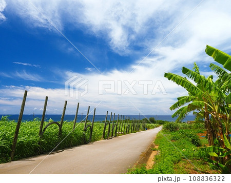 沖縄の爽やかな青空と緑の農地。読谷村。 108836322