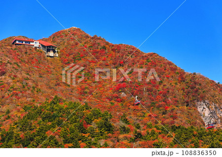 【長崎県】快晴の雲仙仁田峠の紅葉(雲仙ロープウェイ) 【長崎県】快晴の雲仙仁田峠の紅葉(雲仙ロープウェイ) 108836350