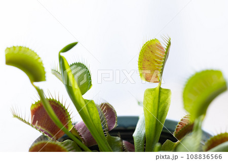 食虫植物のハエトリソウ 108836566