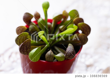 食虫植物 食虫植物 108836569