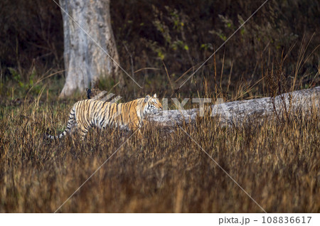 indian wild female tiger or panthera tigris side profile walking or territory stroll prowl terai region forest in natural scenic grassland in day safari at jim corbett national park uttarakhand india indian wild female tiger or panthera tigris side profile walking or territory stroll prowl terai region forest in natural scenic grassland in day safari at jim corbett national park uttarakhand india 108836617