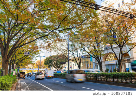 秋の表参道 108837185