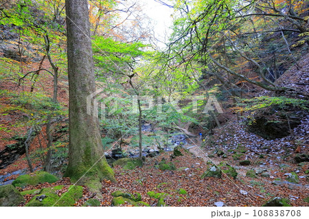 紅葉の塩原渓谷ハイキング　竜化の滝コース／栃木県那須塩原市 108838708