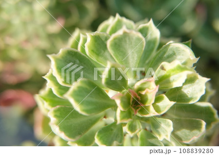 Blurred background of a succulent plant, selective focus, soft focus Blurred background of a succulent plant, selective focus, soft focus 108839280