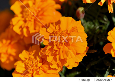 マリーゴールド マリーゴールド 108839307