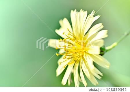 アキノノゲシ 108839343