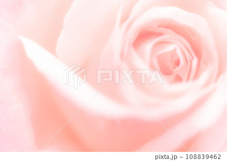 バラ・花びら 背景素材 108839462