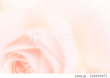 バラ・花びら 背景素材 108839471