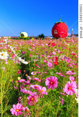 【長崎県】イチゴとメロンのフルーツバス停（井崎） 108839801