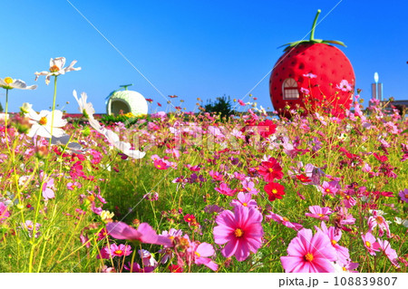 【長崎県】イチゴとメロンのフルーツバス停（井崎） 108839807