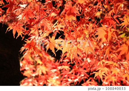 ライトアップされた紅葉 Lighted up Momiji 108840033