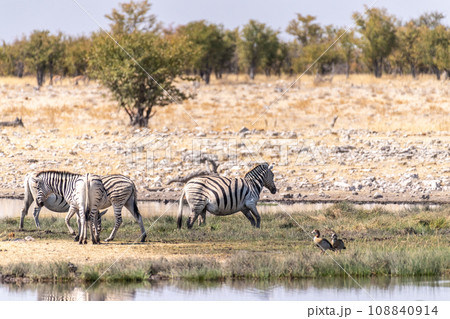 Zebras near a waterhole Zebras near a waterhole 108840914