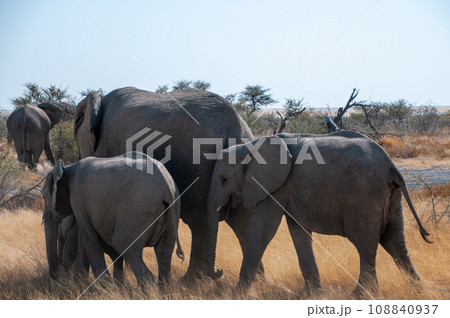 A herd of African Elephant 108840937