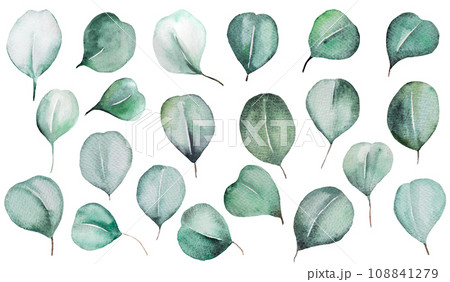 Watercolor eucalyptus green leaves isolatedillustration, wedding Element 108841279