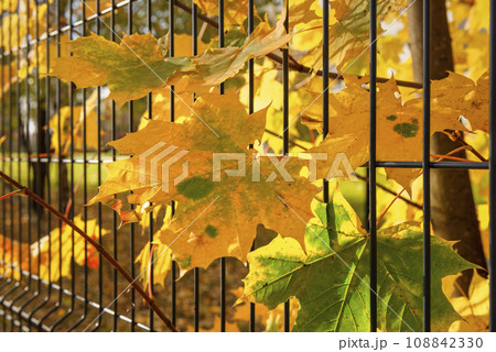 Maple tree and wire fence 108842330
