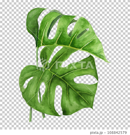 Green Monstera leaves. Watercolor hand drawn illustration of tropical plant for travel guides, cosmetic, spa, massage salon prints, wedding invitations, cards, textile, packing. Jungle liana clip art. 108842579