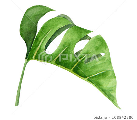 Green Monstera leaf. Watercolor hand drawn illustration of tropical plant for travel guides, cosmetic, spa, massage salon prints, wedding invitations, cards, textile, packing. Jungle liana clip art. Green Monstera leaf. Watercolor hand drawn illustration of tropical plant for travel guides, cosmetic, spa, massage salon prints, wedding invitations, cards, textile, packing. Jungle liana clip art. 108842580