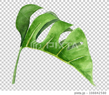 Green Monstera leaf. Watercolor hand drawn - Stock Illustration