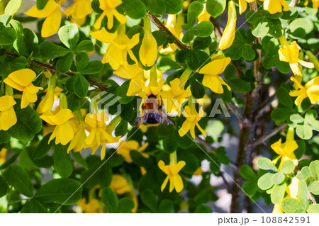 Bumblebee on a yellow flower close up 108842591