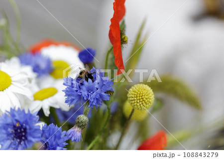 Bumblebee sucking nectar from spring wild flowers 108843279