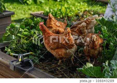 Free range chickens pecking in the grass, looking for food on a sunny day 108843289