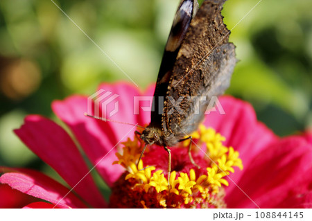 Macro of butterfly peacock eye collecting nectar on the zinnia Macro of butterfly peacock eye collecting nectar on the zinnia 108844145