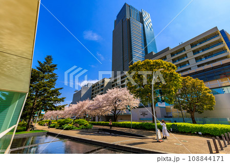 東京　港区 赤坂　東京ミッドタウンと満開の桜 108844171
