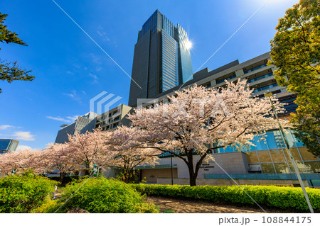 東京　港区 赤坂　東京ミッドタウンと満開の桜 108844175