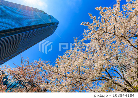 東京 港区 赤坂 東京ミッドタウンと満開の桜 東京 港区 赤坂 東京ミッドタウンと満開の桜 108844184