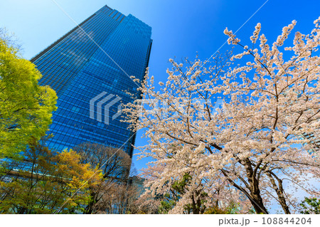 東京 港区 赤坂 東京ミッドタウンと満開の桜 東京 港区 赤坂 東京ミッドタウンと満開の桜 108844204