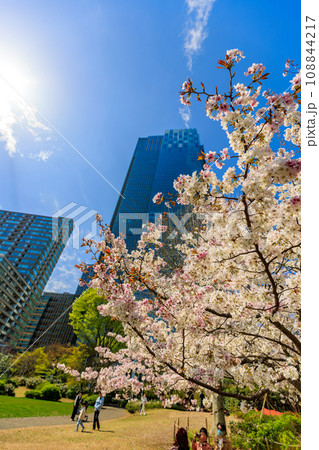 東京　港区 赤坂　東京ミッドタウンと満開の桜 108844217