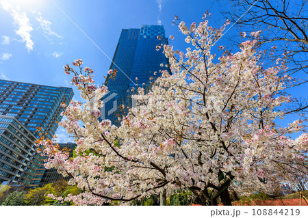 東京　港区 赤坂　東京ミッドタウンと満開の桜 108844219