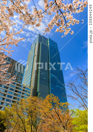 東京　港区 赤坂　東京ミッドタウンと満開の桜 108844249