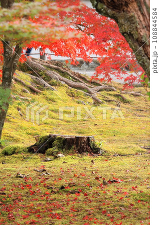 京都の紅葉　南禅寺　三門　天授庵　水路閣 108844584