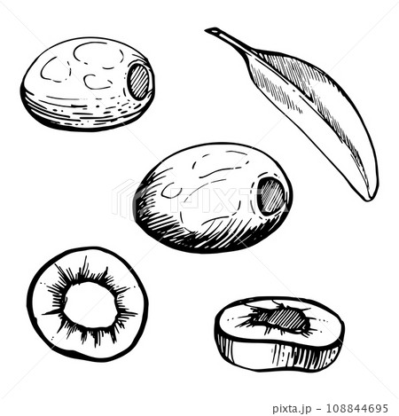 Hand drawn vector ink illustration. Olive vegetable leaf, full and slice, eco vegan farming product. Single object isolated on white. Design restaurant menu, cafe, food shop or package, flyer, print. Hand drawn vector ink illustration. Olive vegetable leaf, full and slice, eco vegan farming product. Single object isolated on white. Design restaurant menu, cafe, food shop or package, flyer, print. 108844695