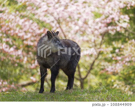 桜の花とニホンカモシカ 桜の花とニホンカモシカ 108844909