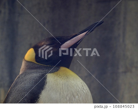 おうさまペンギンのお昼寝姿 おうさまペンギンのお昼寝姿 108845023