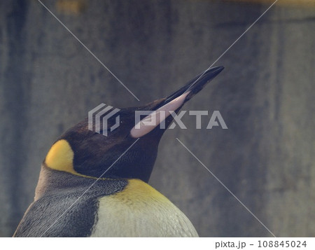 お昼寝するおうさまペンギン お昼寝するおうさまペンギン 108845024