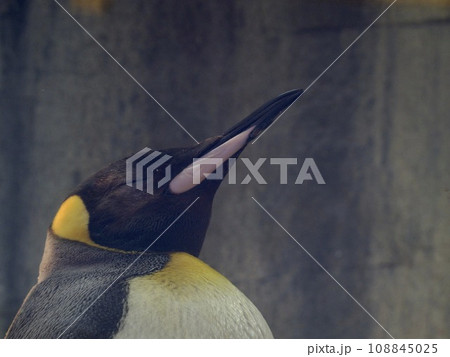 おうさまペンギン おうさまペンギン 108845025
