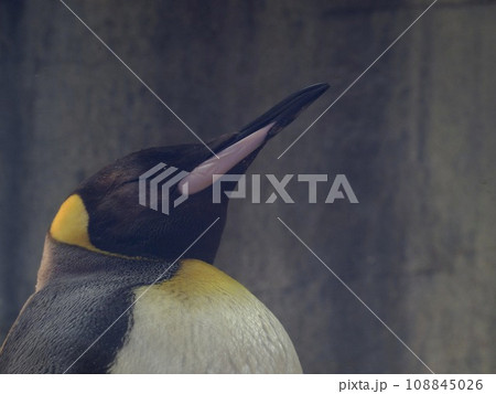 ペンギン 熟睡 おうさまペンギン ペンギン 熟睡 おうさまペンギン 108845026