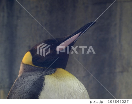 おうさまペンギンのお昼寝姿 おうさまペンギンのお昼寝姿 108845027