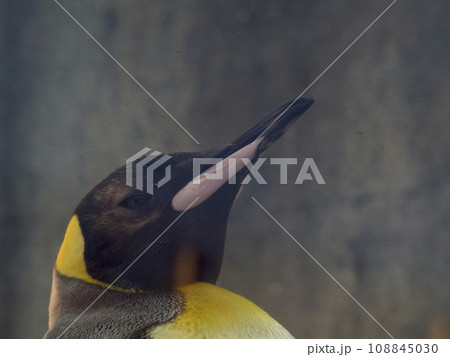おうさまペンギン 108845030